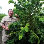 Canda Gubernur Arinal saat Panen Kopi Arabika bersama Petani Kopi di Sekincau, Lampung Barat