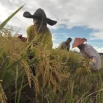 Maret Panen Raya, Kementan Jamin Pasokan Beras Tak Lagi Langka