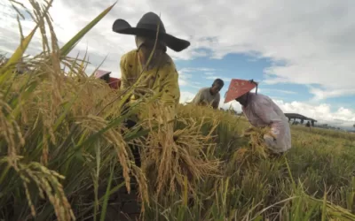 Maret Panen Raya, Kementan Jamin Pasokan Beras Tak Lagi Langka