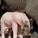 Penampakan Bayi Gajah Albino Langka yang Lahir di Taman Nasional Kruger