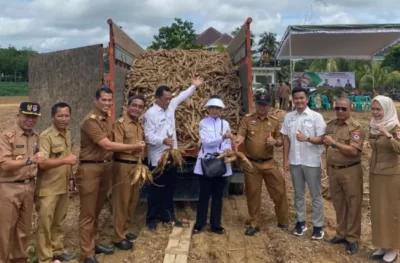 Pemkab Mesuji bersama PT. Great Giant Pinneaple Panen Perdana Creating Shared Value Komoditas Singkong