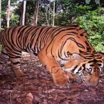 Jejak Harimau Jawa di Tanah Jawa: Diburu Belanda dan Warga hingga Punah