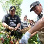 Gubernur Arinal Panen Kopi dan Tinjau Lokasi Penanaman Sistem Tumpang Sari Kopi dan Lada di Pekon Sinar Jaya, Air Hitam, Lambar