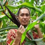 Biofortifikasi Tanaman Jagung, Inovasi Dosen FP Unila Atasi Stunting