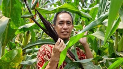 Biofortifikasi Tanaman Jagung, Inovasi Dosen FP Unila Atasi Stunting