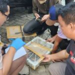 Karantina Lampung Kembali Gagalkan Penyeludupan Ratusan Burung di Pelabuhan Bakauheni Lampung