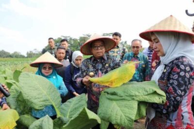 Pj. Gubernur Samsudin Panen Tembakau dan Beri Bantuan Pupuk di Lampung Timur