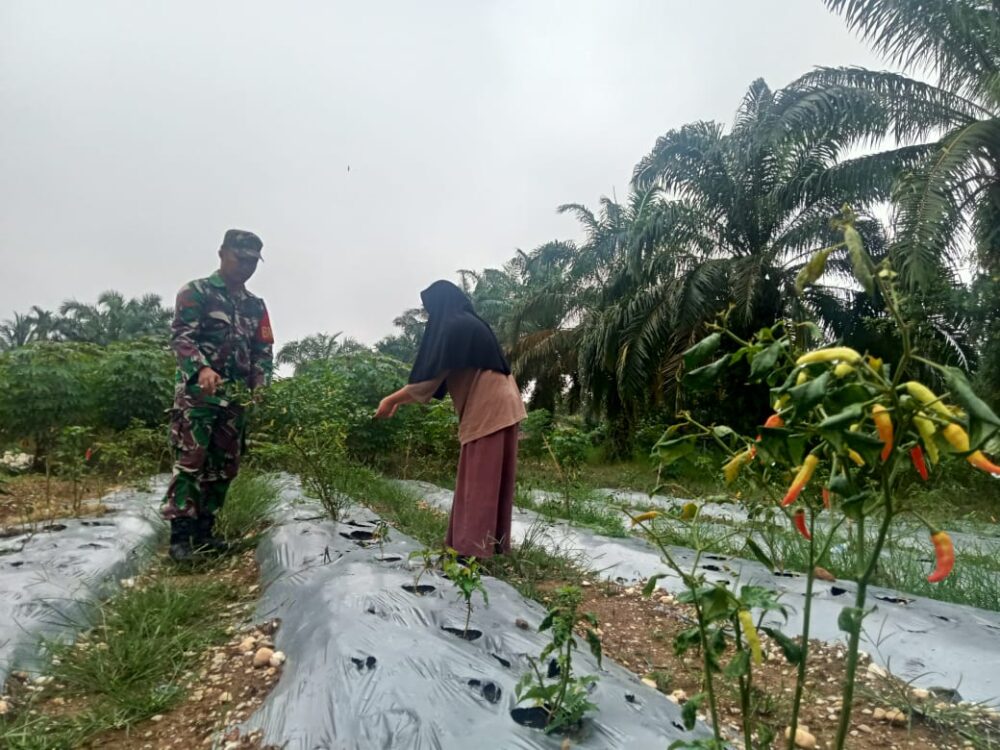 BABINSA DAMPINGI PETANI MERAWAT TANAMAN CABAI DI DESA BINAAN