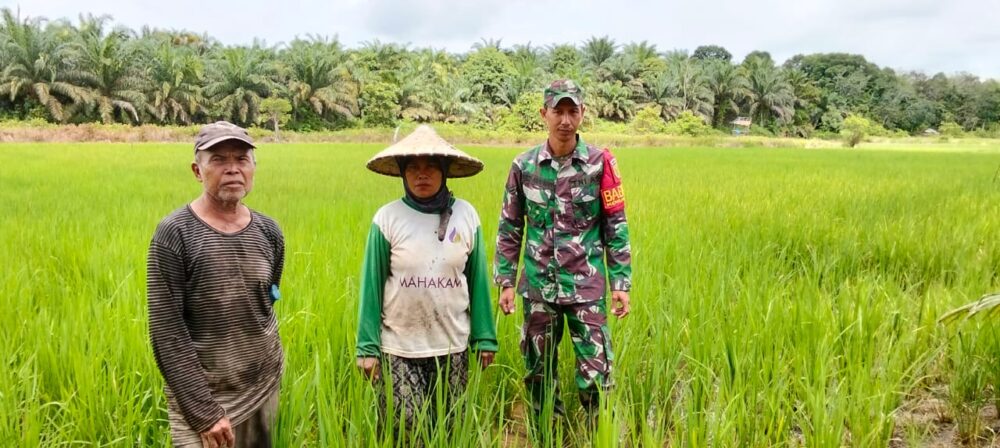 Babinsa Bantu Petani Merawat Tanaman Padi