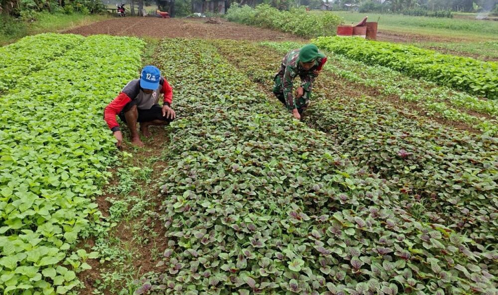 Babinsa Dampingi petani Bantu Perawatan Tanaman Sayur sayuran di Desa Binaan 