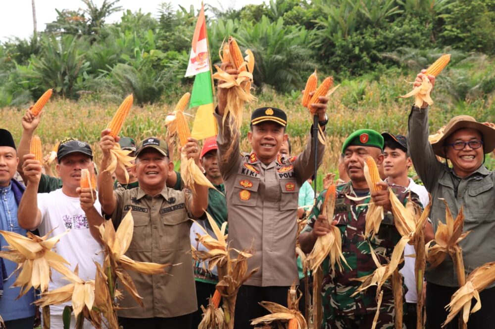 Bulog Siap Beli Rp 6.400 Perkilogram, Wabup A. Khafidh dan Kapolres Panen Jagung di Rantau Alai