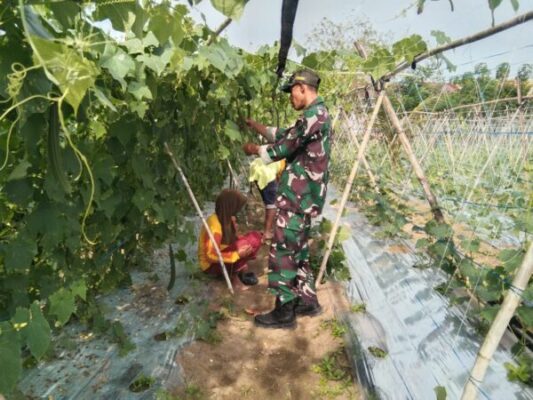 BABINSA MENDAMPINGI PETANI DALAM KEGIATAN BERCOCOK TANAMAN JENIS SAYUR MAYUR