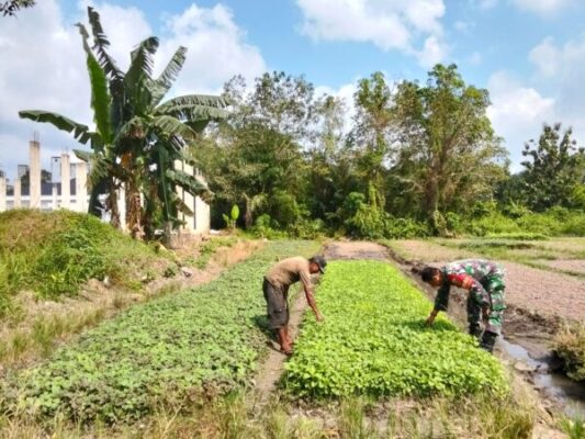 Babinsa Turun Kelapangan Bantu Petani Merawat Tanaman Bayam