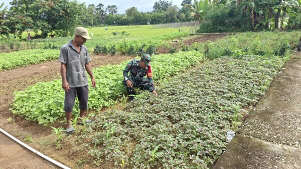 Babinsa Koramil 04/Sarolangun bantu petani mengecek dan membersihkan gulma kebun Sayur sayuran