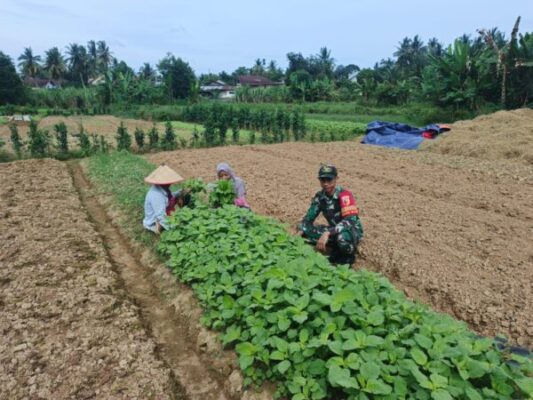 Dukung Program Pemerintah Babinsa Dampingi Petani Sayur Bayam di Desa Binaan