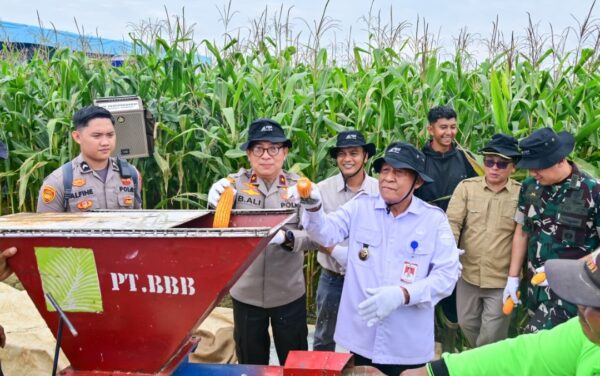 Polda Jambi Gelar Panen Raya Jagung Serentak Kuartal II 2026, Dukung Program Ketahanan Pangan Nasional