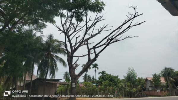 Pohon Lapuk di Lintas Medan-Banda Aceh Ancam Keselamatan Warga, Aktivis BAI Desak Pemkab Aceh Timur Segera Bertindak