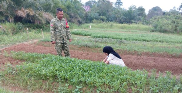 Babinsa Koramil 04/Sarolangun Dampingi Petani Bayam Mendukung Ketahanan Pangan