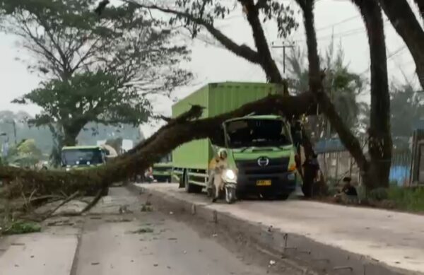 Tak Sabar Antre, Truk Kontainer Diduga Naik Jalan Cor hingga Pohon Tumbang, Arus Lalu Lintas Lumpuh